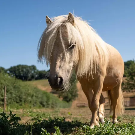 Villa Chateau La Monge - Perche