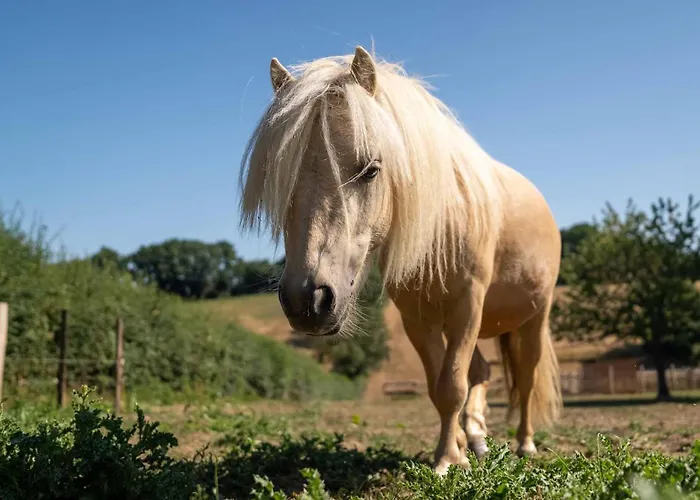 别墅 Chateau La Monge - Perche